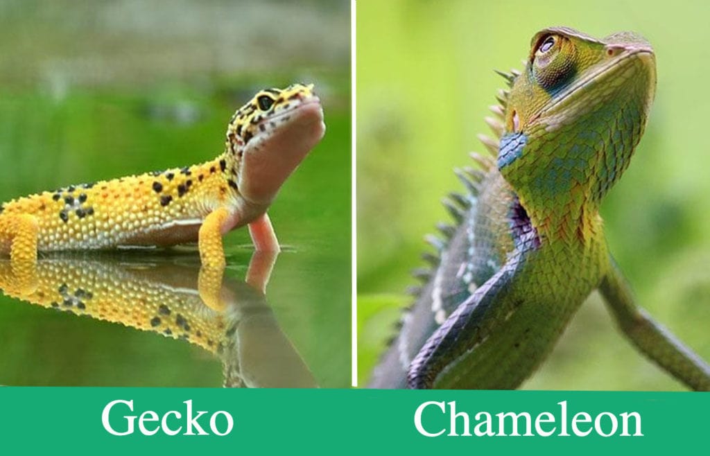 Gecko Vs Chameleon