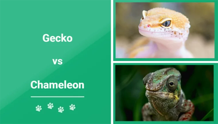 Gecko vs Chameleon - Featured Image