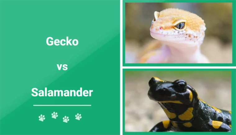 Gecko vs Salamander - Featured Image