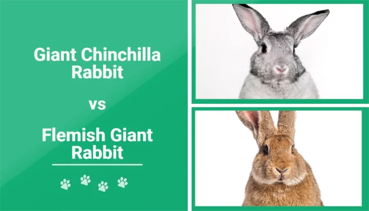 Giant Chinchilla Rabbit vs Flemish Giant Rabbit - Featured Image