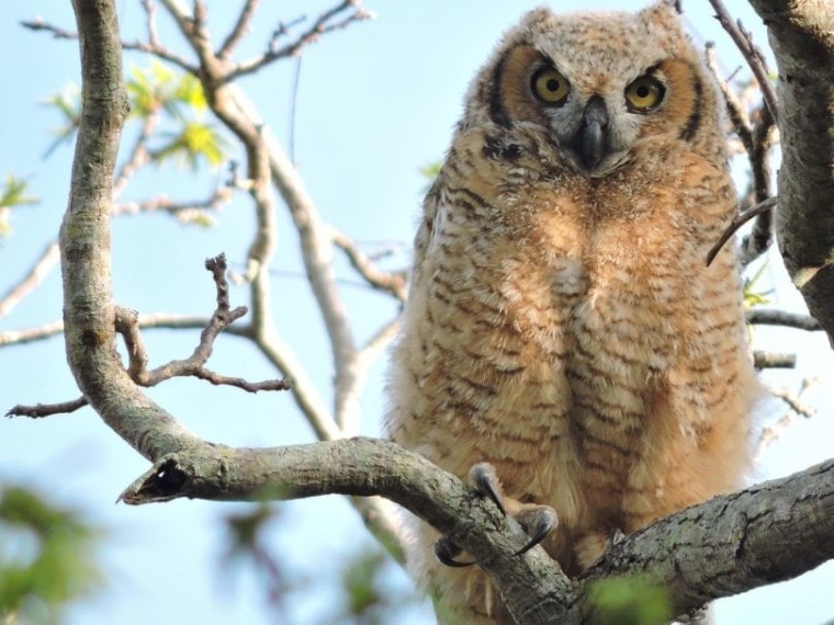 Great Horned Owl_Pixabay