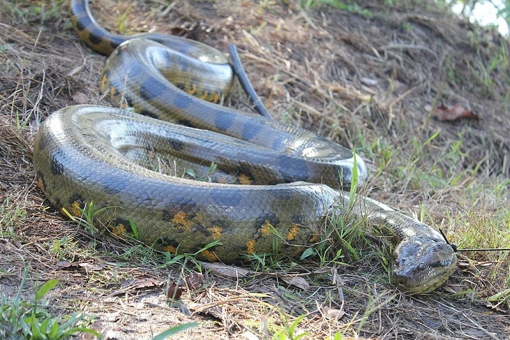 largest green anaconda ever recorded