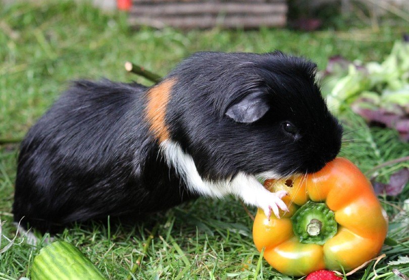 Male vs Female Guinea Pig: The Key Differences (With Pictures) | Pet Keen