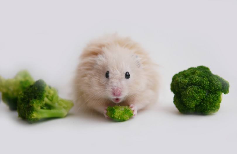 Hamster eating broccoli