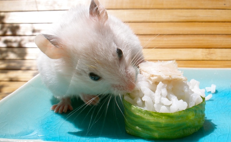 Can Hamsters Eat Rice? What You Need To Know! | Pet Keen