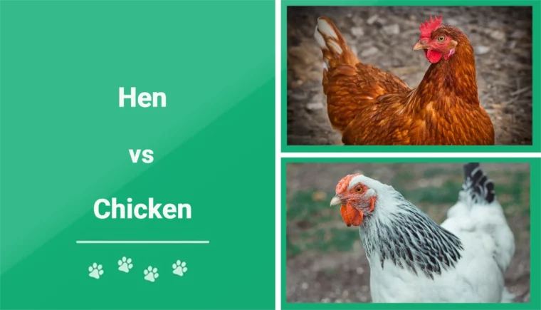 Hen vs Chicken - Featured Image