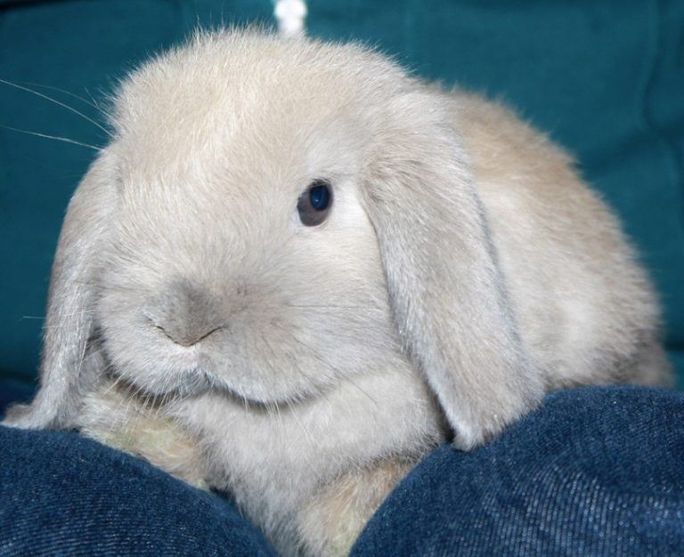 Holland Lop Rabbit: Vet Reviewed Facts, Traits & Care (with Pictures ...