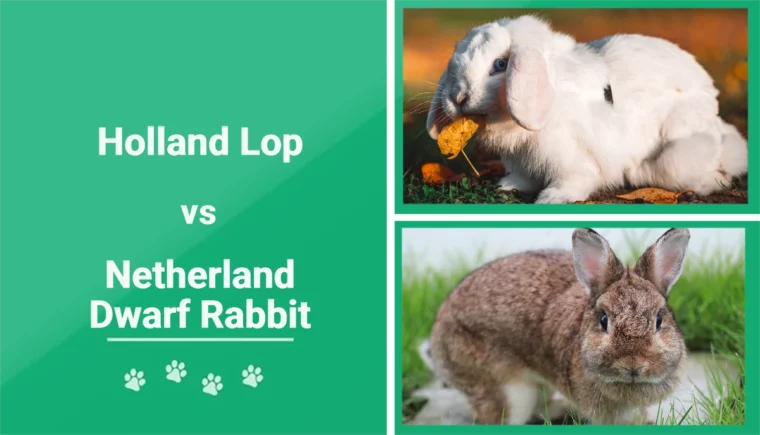 Holland Lop vs Netherland Dwarf Rabbit - Featured Image