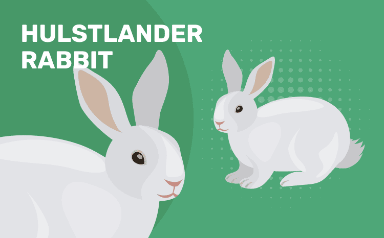 Hulstlander_Rabbit
