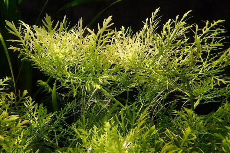 Hygrophila difformis water wisteria