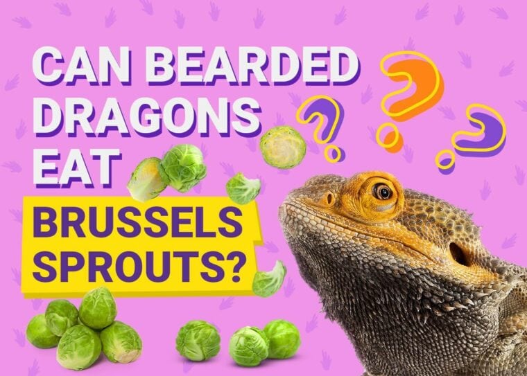 Can bearded dragons eat brussels sprouts