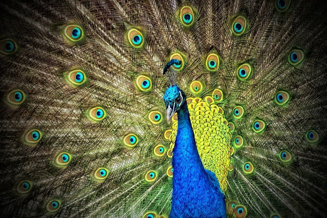 3-most-common-types-of-peacocks-peafowl-with-pictures-pet-keen