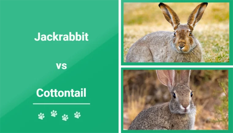 Jackrabbit vs Cottontail - Featured Image