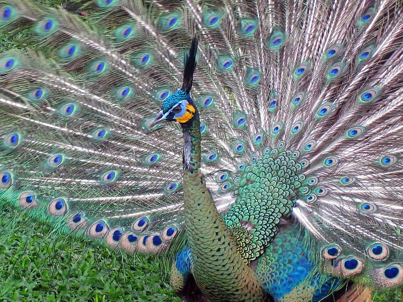 3 Most Common Types of Peacocks/Peafowl (with Pictures) Pet Keen