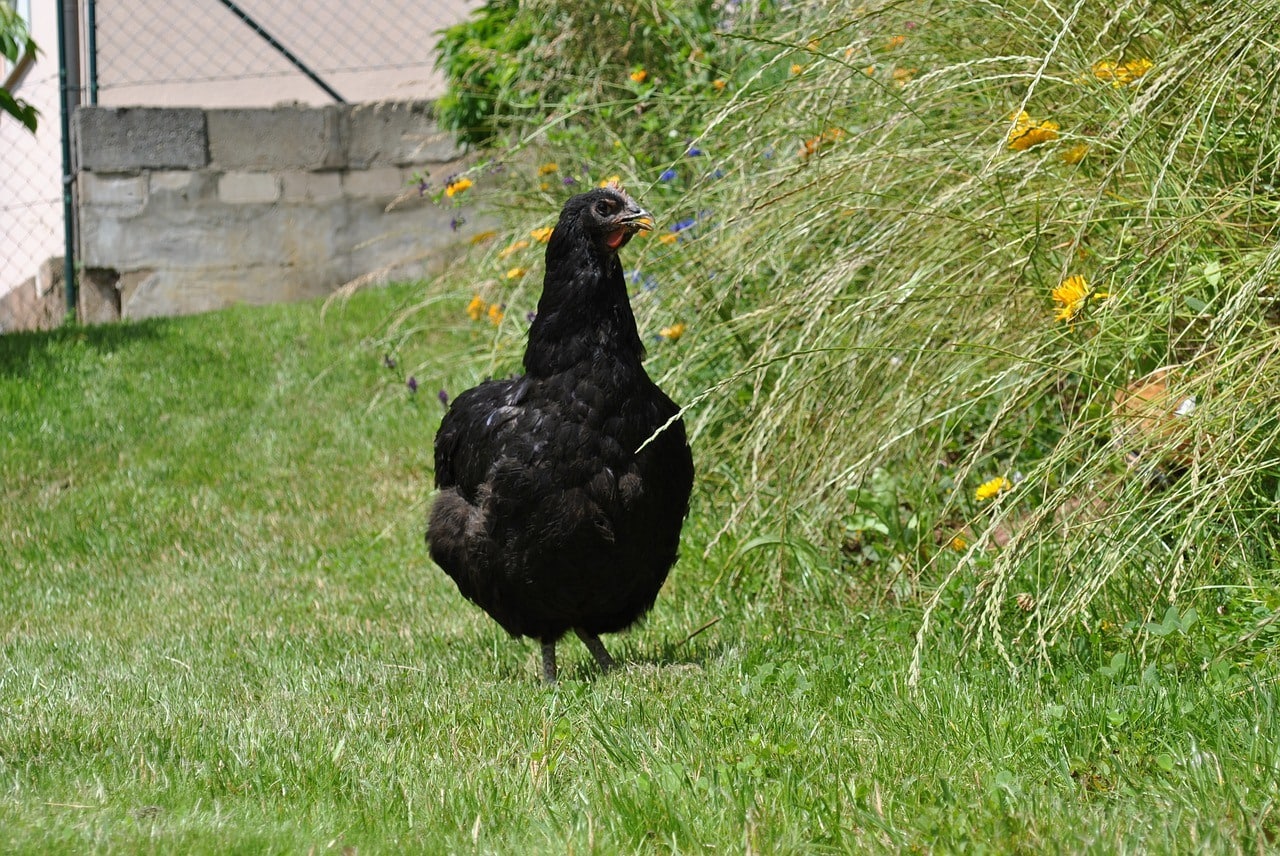 Jersey Giant chicken