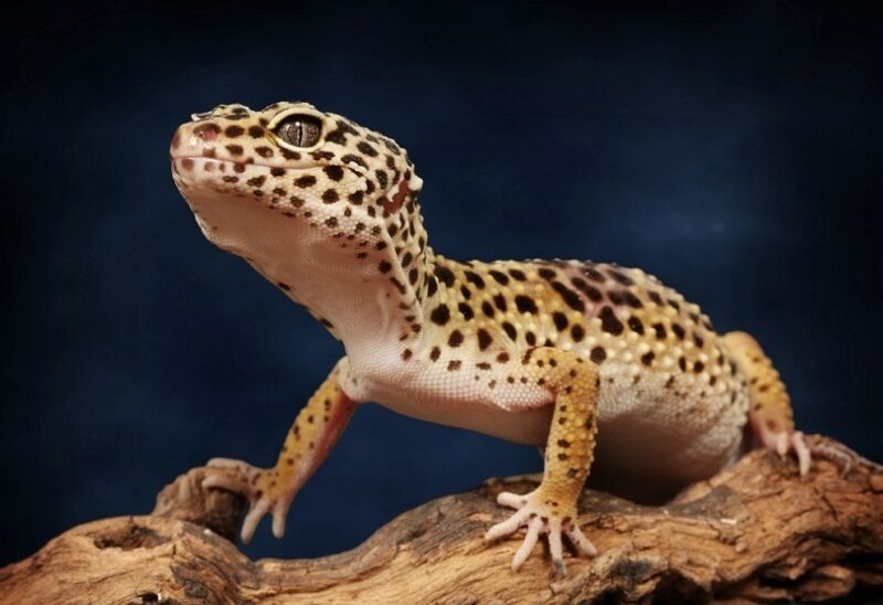 Are any of these scents safe for my leopard gecko? They are melted