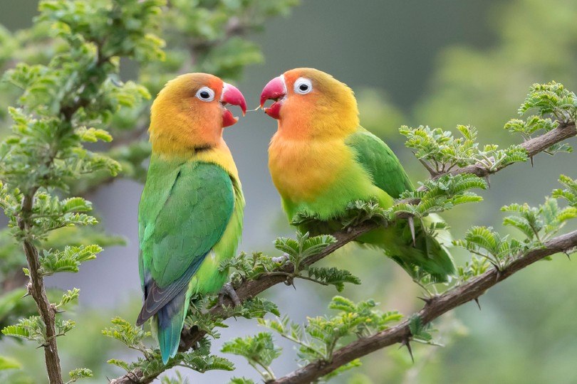 9 Types of Lovebird Species (with Pictures) | Pet Keen