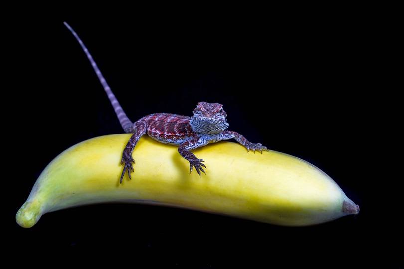 Lizard-Bearded-Dragon-and-banana_somsak-mungmee_shutterstock