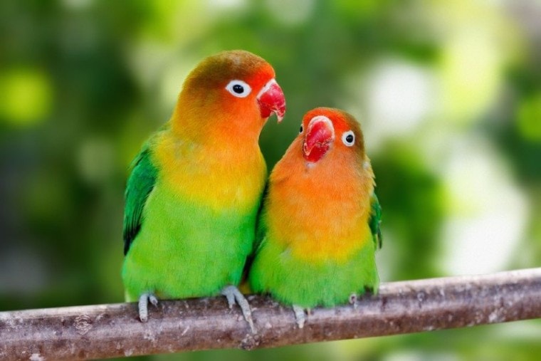 Lovebird parrots sitting together
