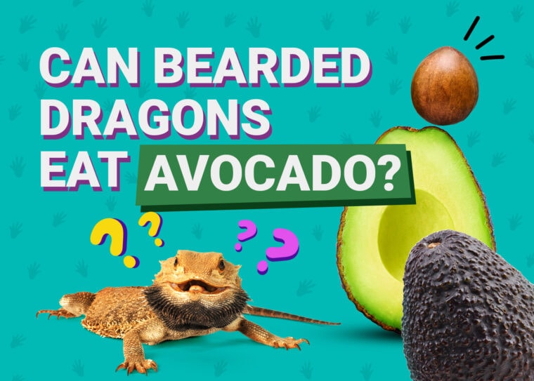 Can Bearded Dragons Eat_v4-3 avocado