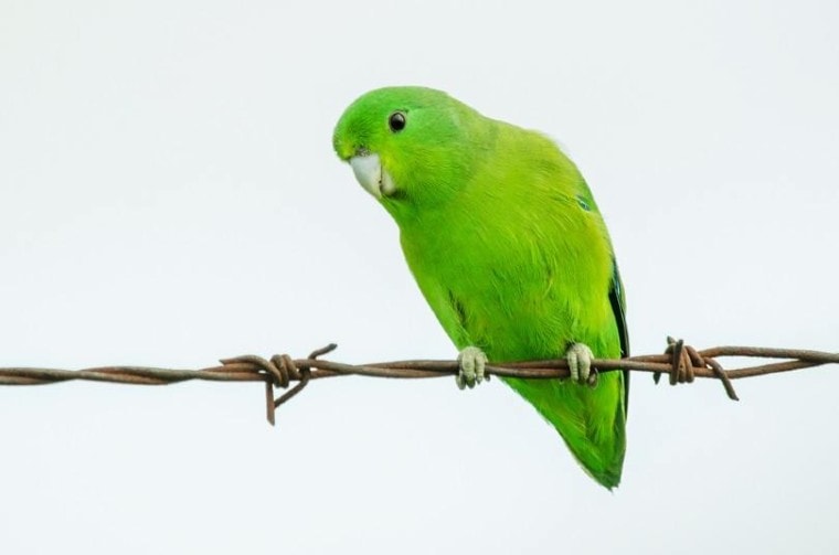 Parrotlet perched on a wire