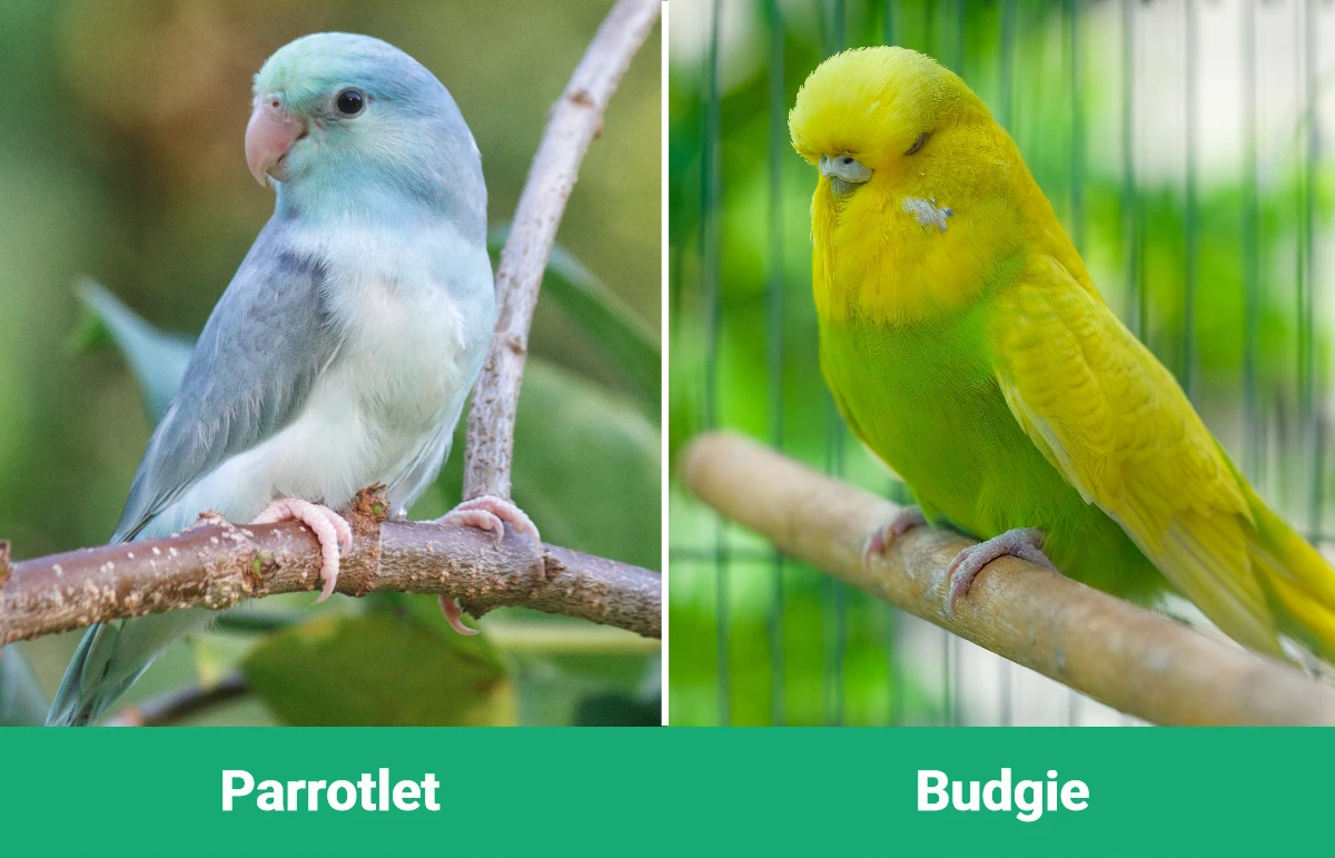 Parrotlet vs. Budgie: Visual Differences (With Pictures) | Pet Keen