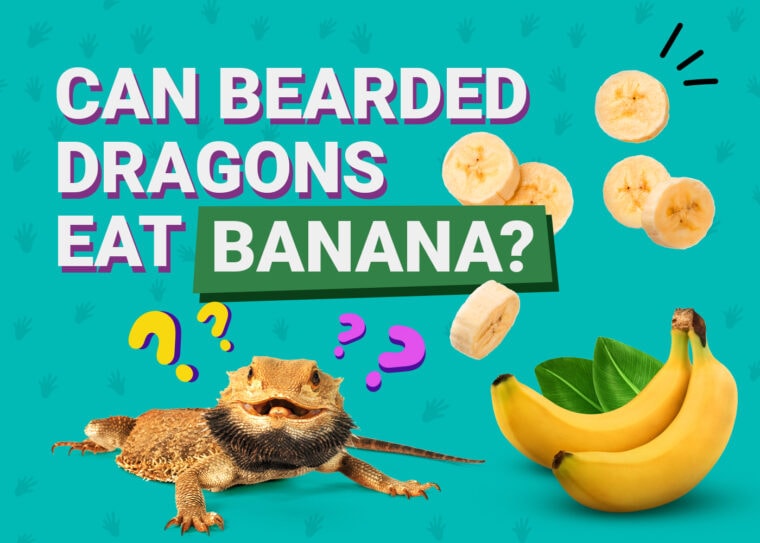 PetKeen_Can Bearded Dragons Eat_banana