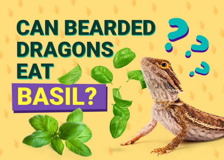 PetKeen_Can Bearded Dragons Eat_basil