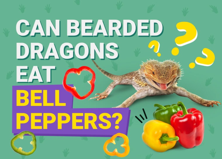 PetKeen_Can Bearded Dragons Eat_bell peppers