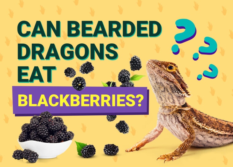 PetKeen_Can Bearded Dragons Eat_blackberry