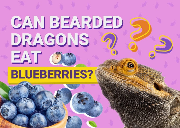 PetKeen_Can Bearded Dragons Eat_blueberry