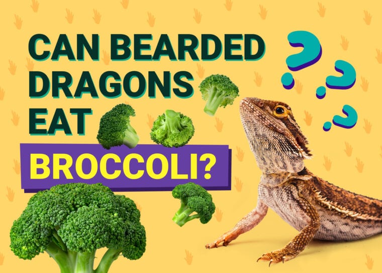 PetKeen_Can Bearded Dragons Eat_broccoli