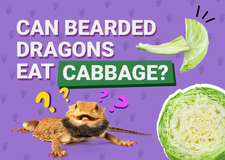 PetKeen_Can Bearded Dragons Eat_cabbage