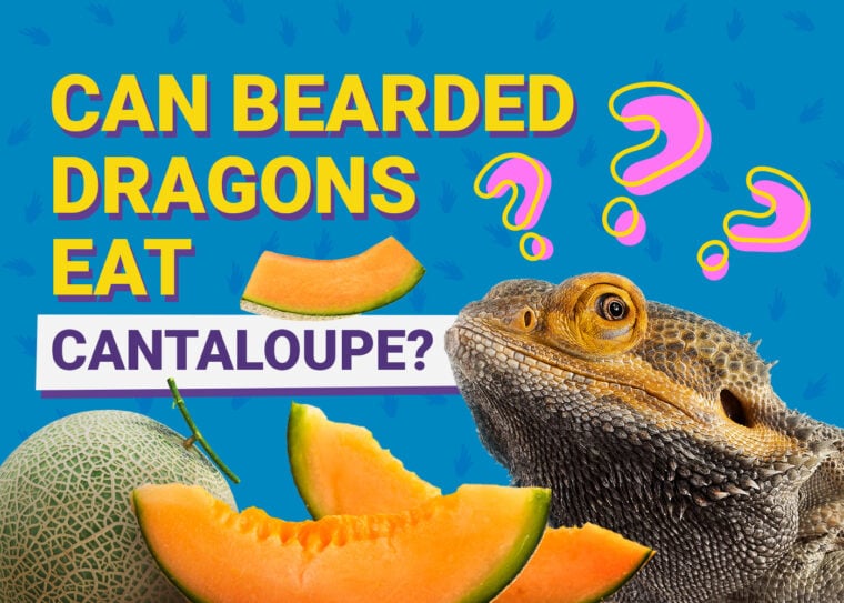 PetKeen_Can Bearded Dragons Eat_cantaloupe