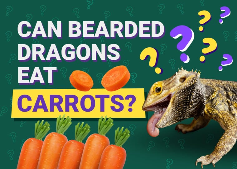PetKeen_Can Bearded Dragons Eat_carrots