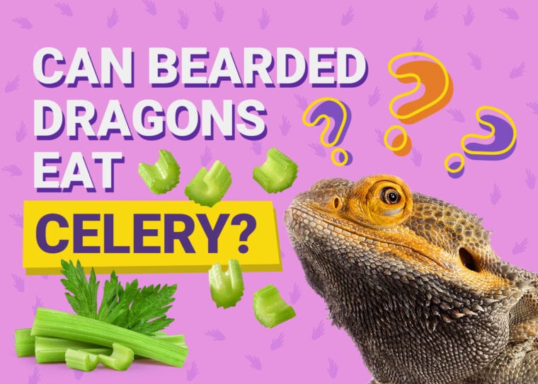 PetKeen_Can Bearded Dragons Eat_celery