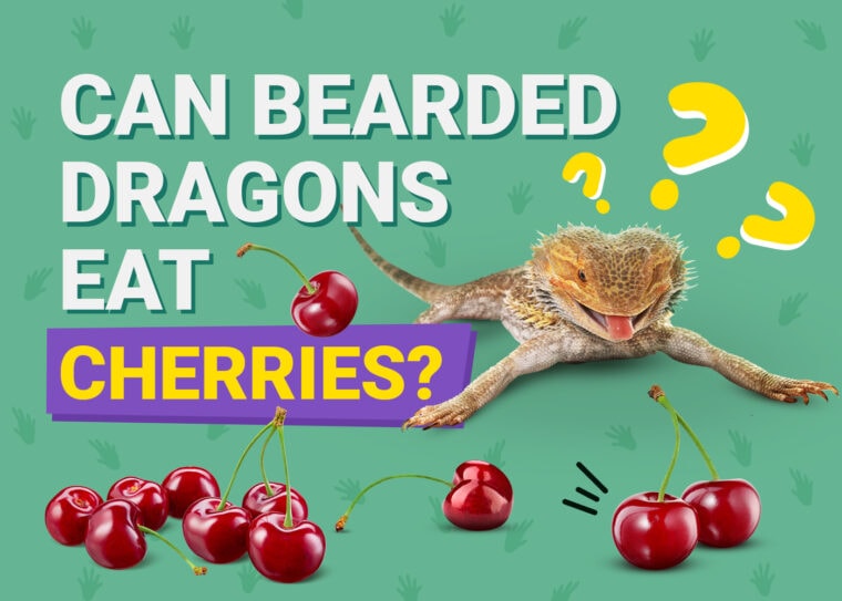 PetKeen_Can Bearded Dragons Eat_cherries