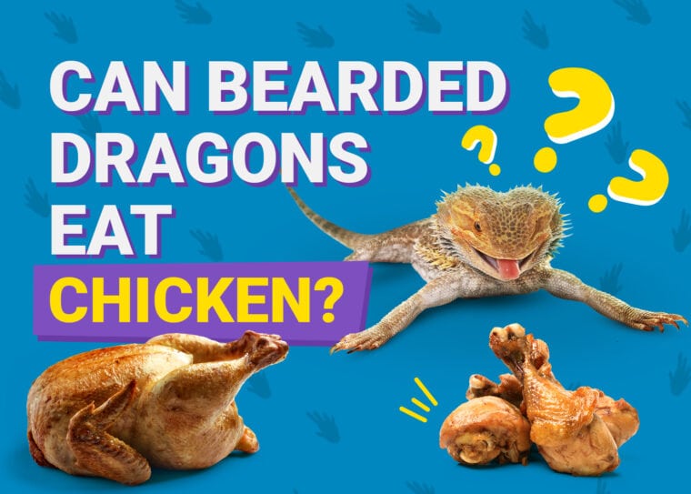 PetKeen_Can Bearded Dragons Eat_chicken