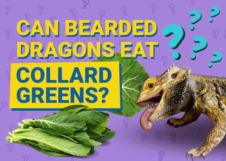 PetKeen_Can Bearded Dragons Eat_collard greens