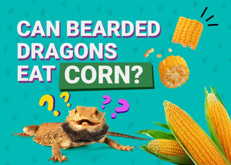 PetKeen_Can Bearded Dragons Eat_corn