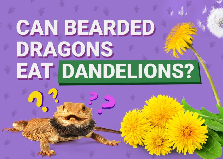 PetKeen_Can Bearded Dragons Eat_dandelions (1)