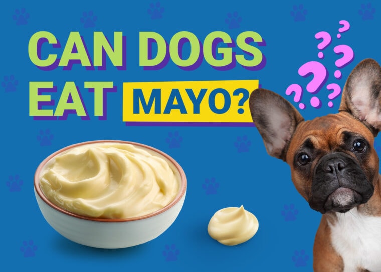 Can Dogs Eat_mayo