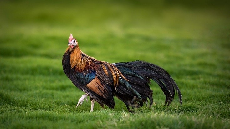 Phoenix Rooster in the grass
