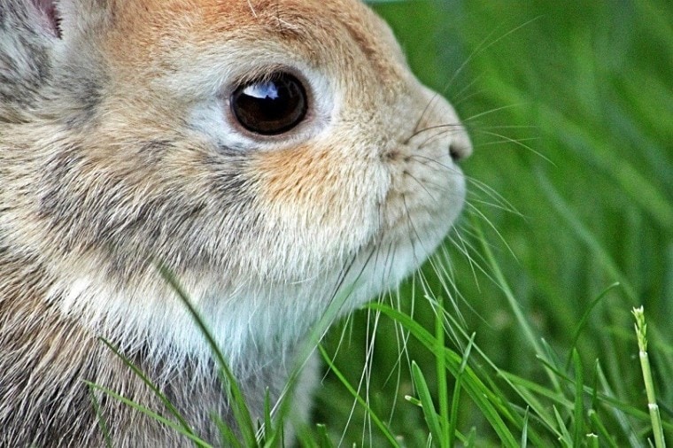 rabbit eyes bunny eyes