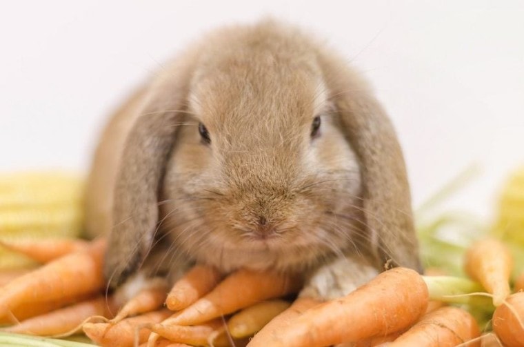 Rabbit-holland-lop-lay-down-on-carrots_Chanyanuch-Wannasinlapin_shutterstock