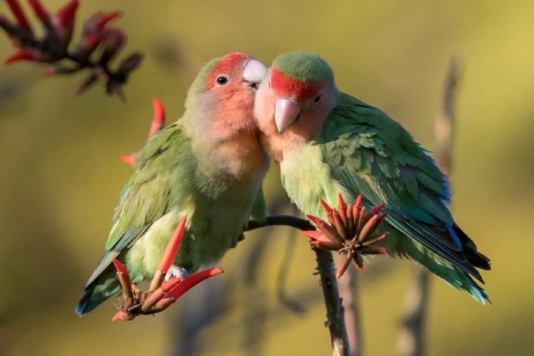 Red-Faced Lovebirds