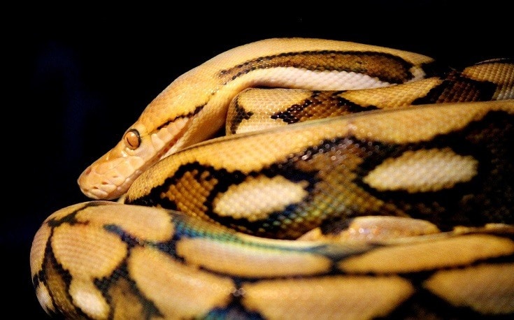 Reticulated Python - Beautiful Snakes