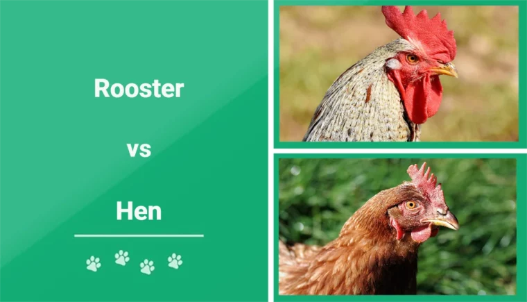 Rooster vs Hen - Featured Image