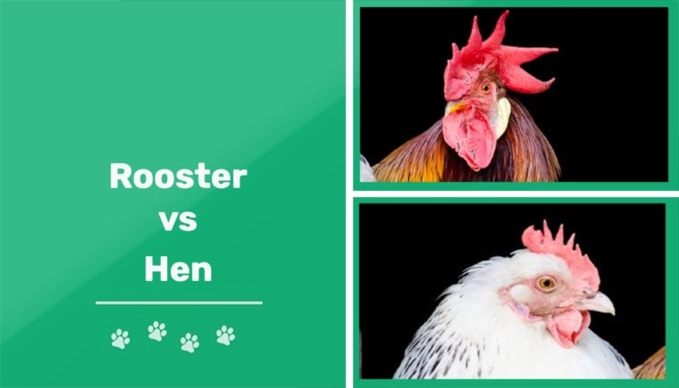 Roosters vs Hens: What's the Difference? (With Pictures) | Pet Keen