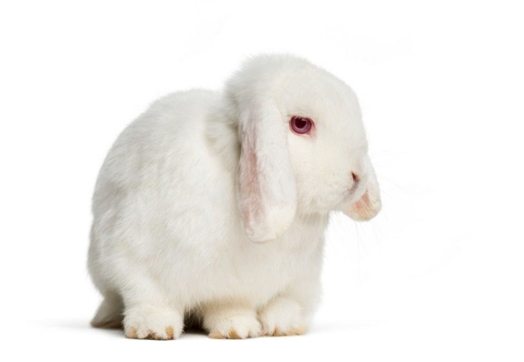 Ruby-Eyed-White-holland-lop_Eric-Isselee_shutterstock